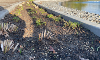 Raingardens kantopsluiting Goirle (2).jpeg